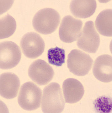 Platelet